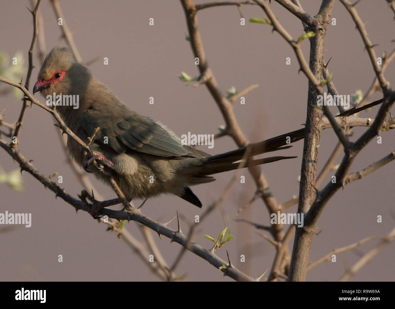 Red-faced Mousebird (Urocolius indicus) Stock Photo