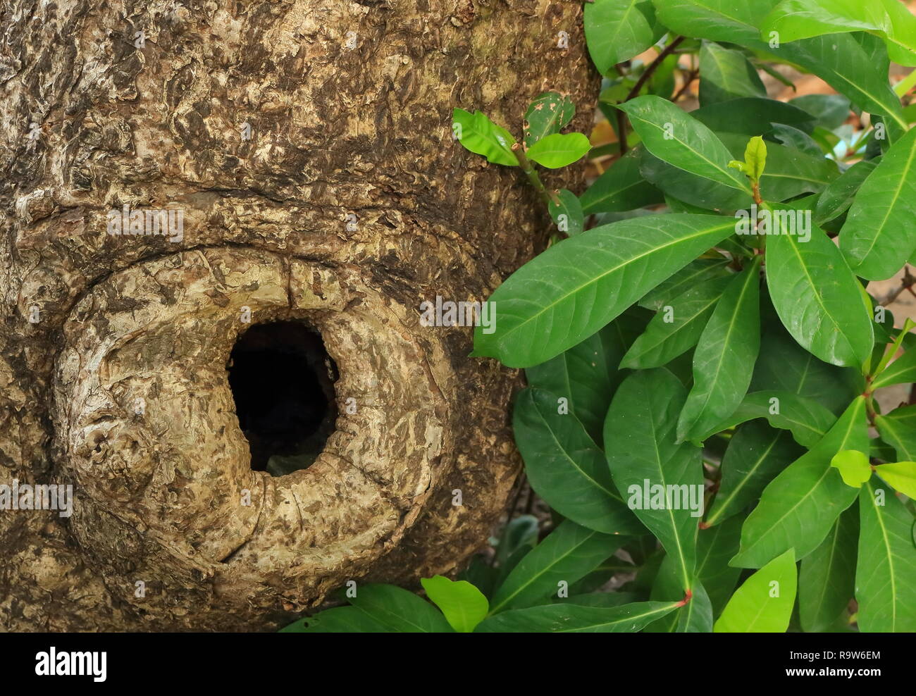 Closeup of big hole in tree trunk Stock Photo Alamy