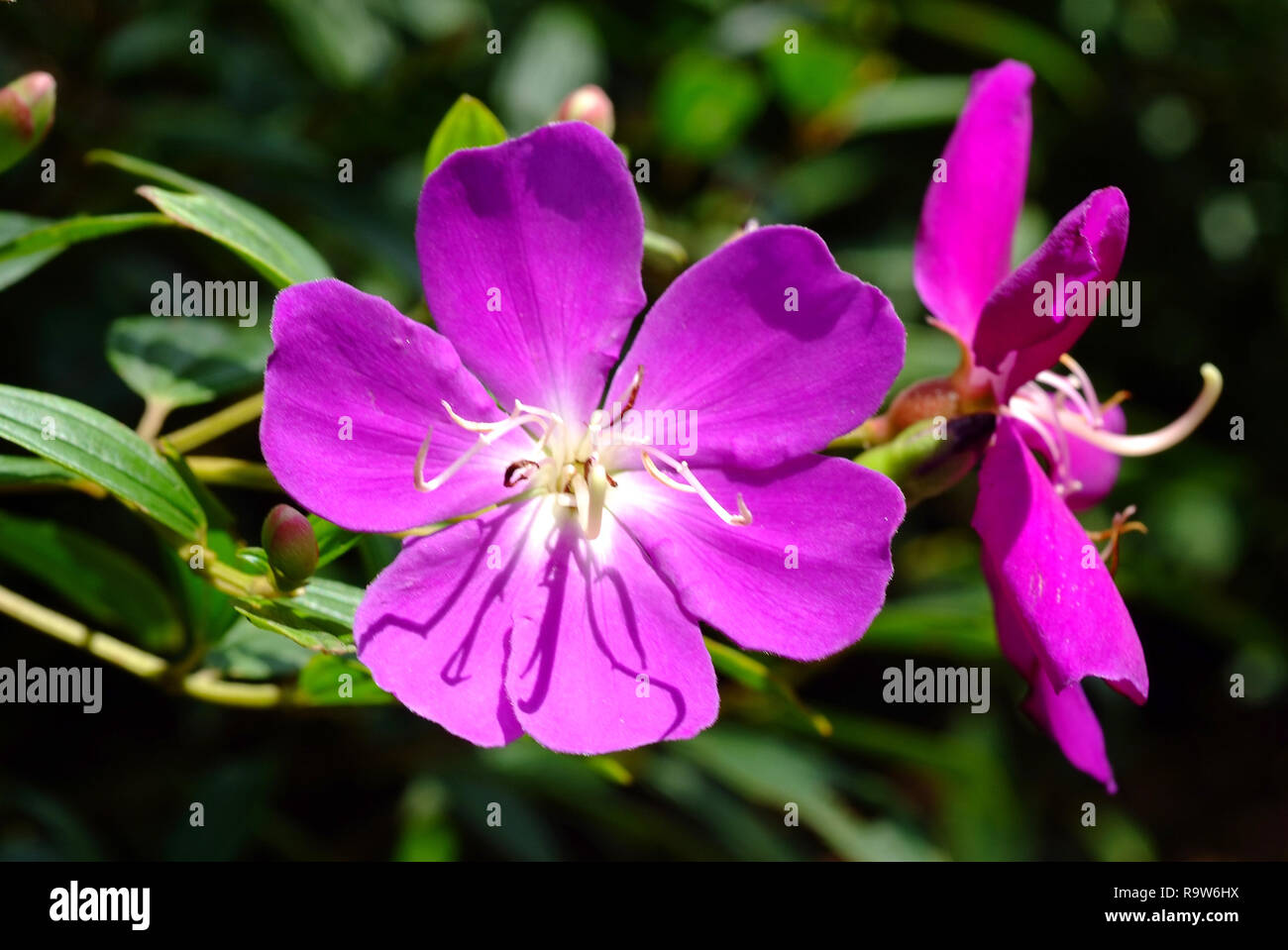 Tibouchina Urvilleana, Purple princess flower Stock Photo