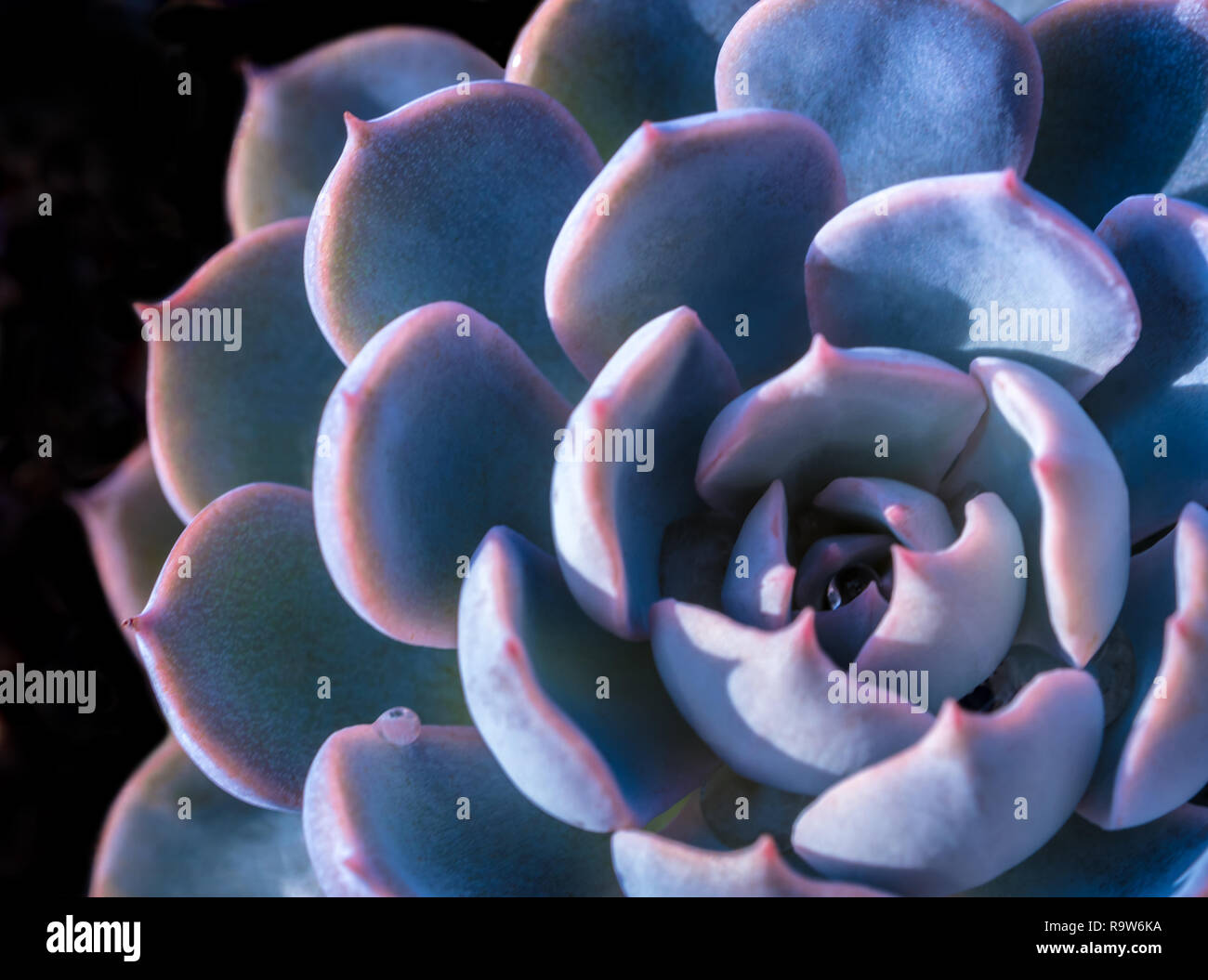 Succulent plant close-up, white wax on silver blue leaves of Echeveria peacockii Subsessilis Stock Photo