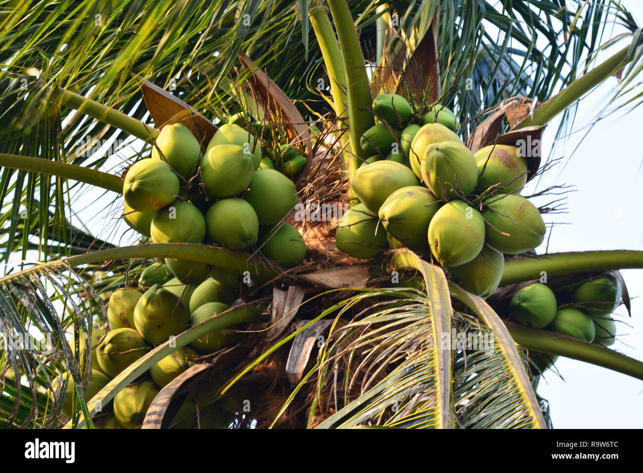 Rownd Tree Coco coconut on the tree Stock Photo - Alamy