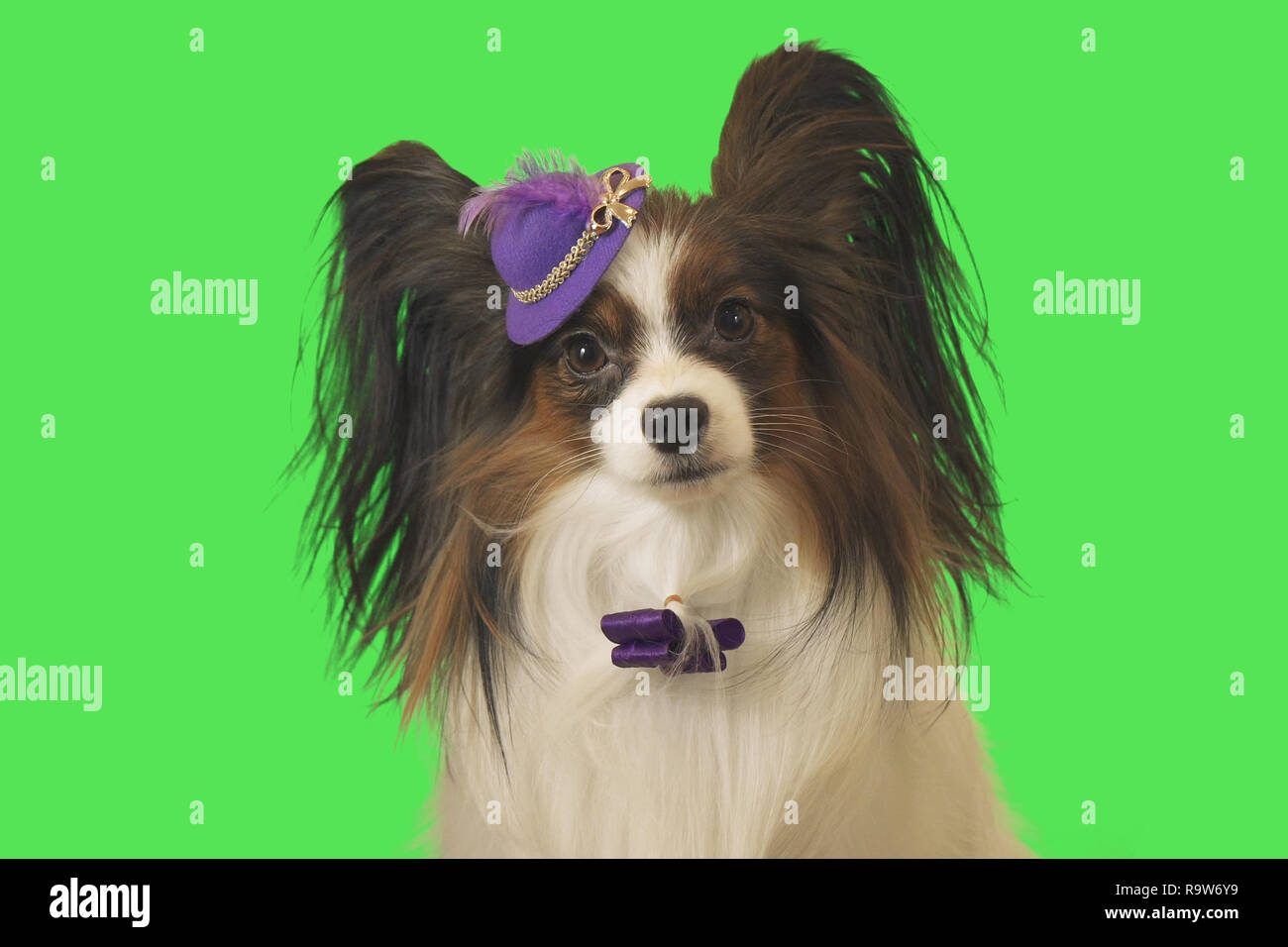 Beautiful dog Papillon in purple hat with feather and bow on green background Stock Photo