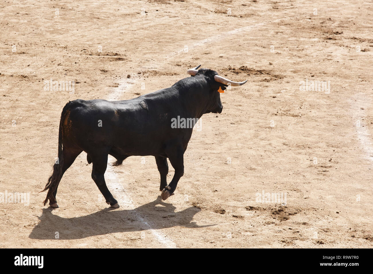 Fighting bull in the arena. Bullring. Toro bravo. Spain. Horizontal ...