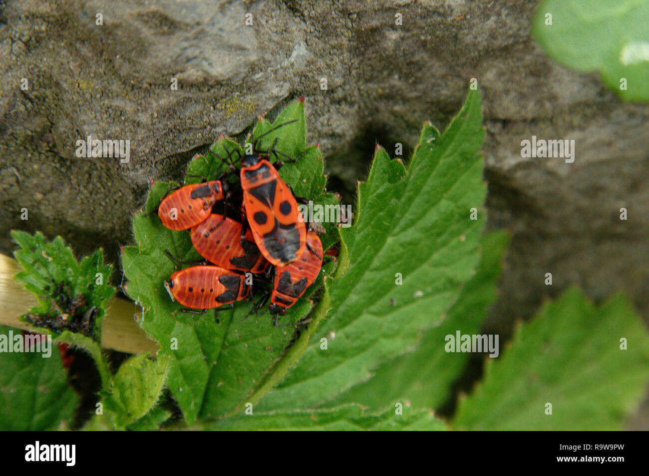Nymphs of spring hi-res stock photography and images - Alamy