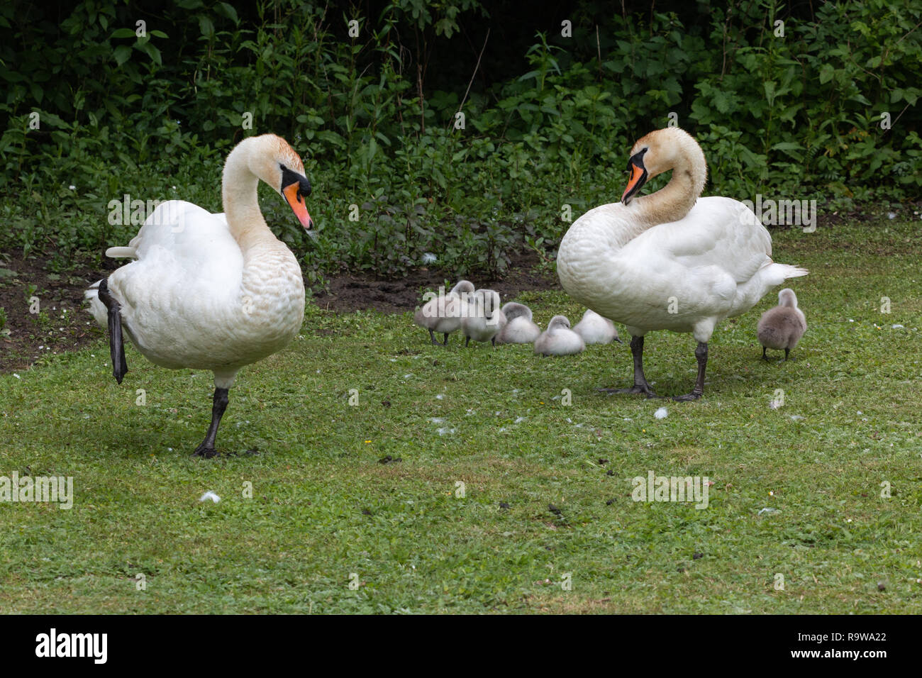 Life cycle of mute swans hires stock photography and images Alamy