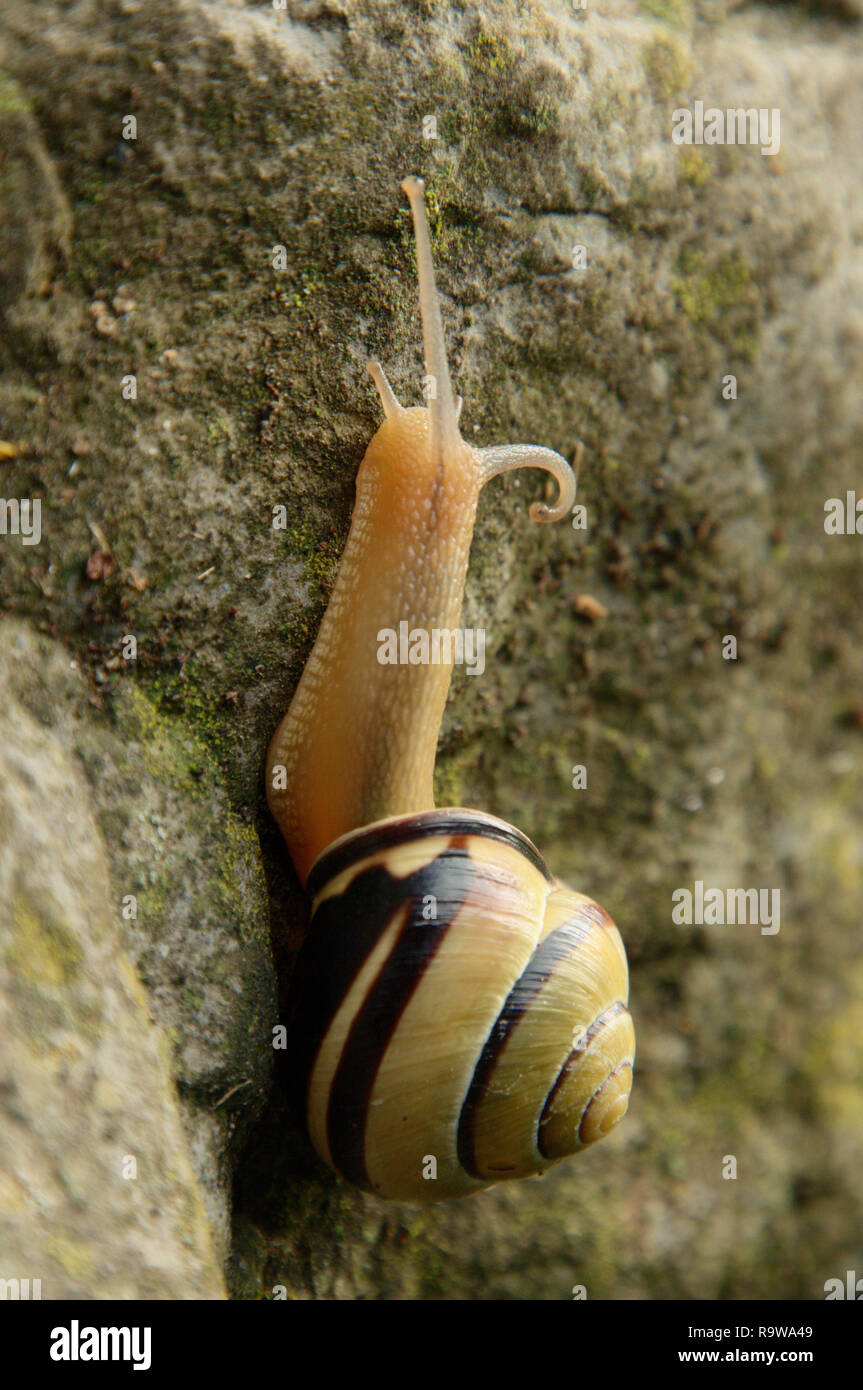 Cepaea nemoralis; banded snail in Swiss cottage garden Stock Photo - Alamy