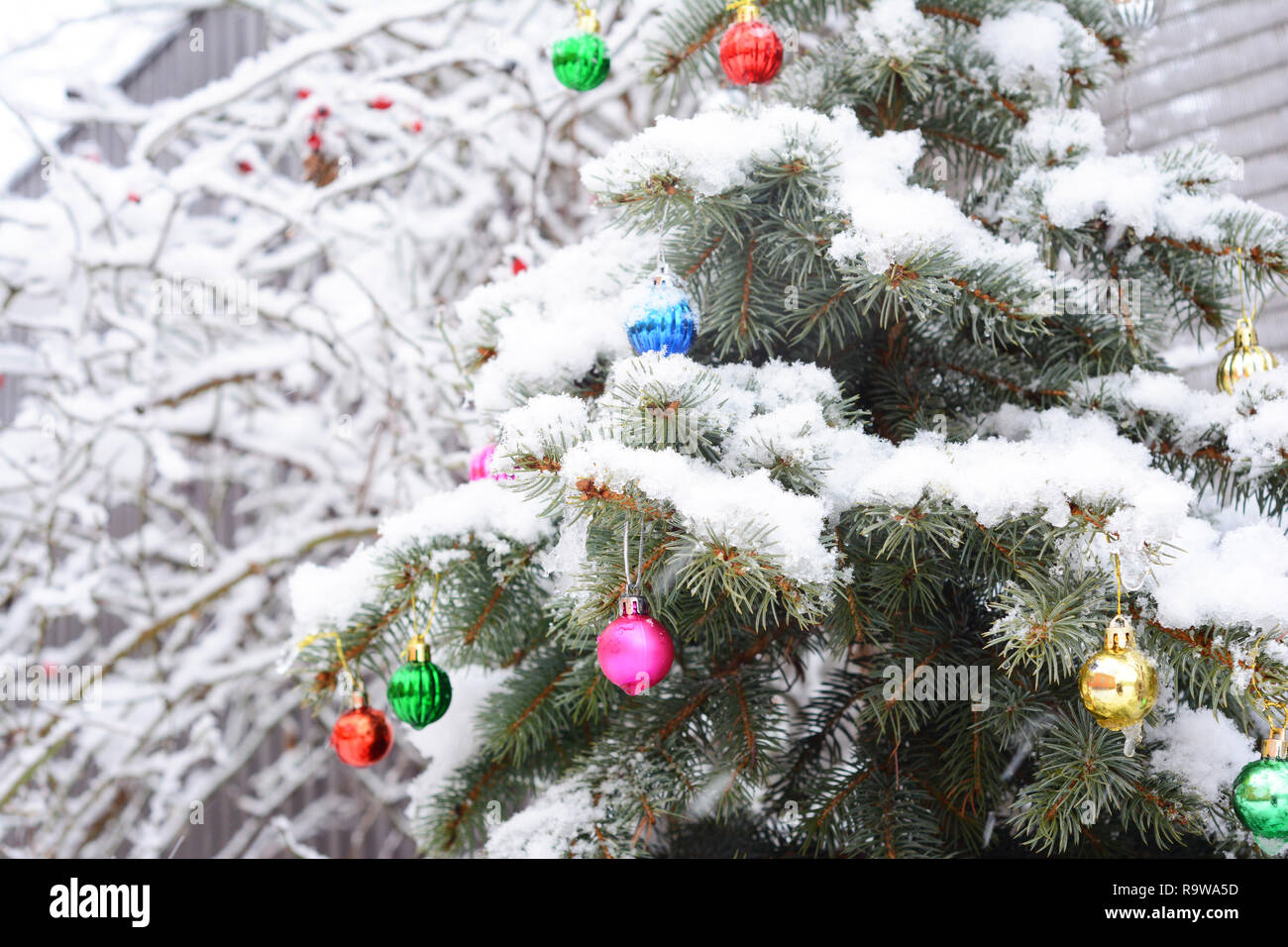 Christmas tree in the garden. Blue spruce covered snow with colorful christmas balls decoration. Stock Photo