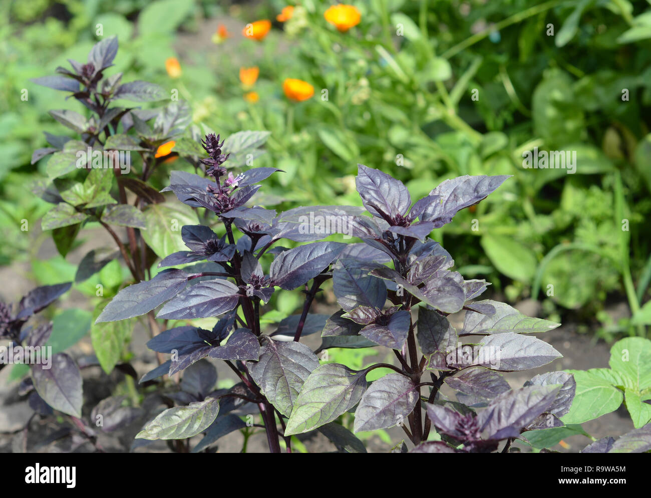 Basil Planting, Growing, and Harvesting Basil Leaves Stock Photo Alamy
