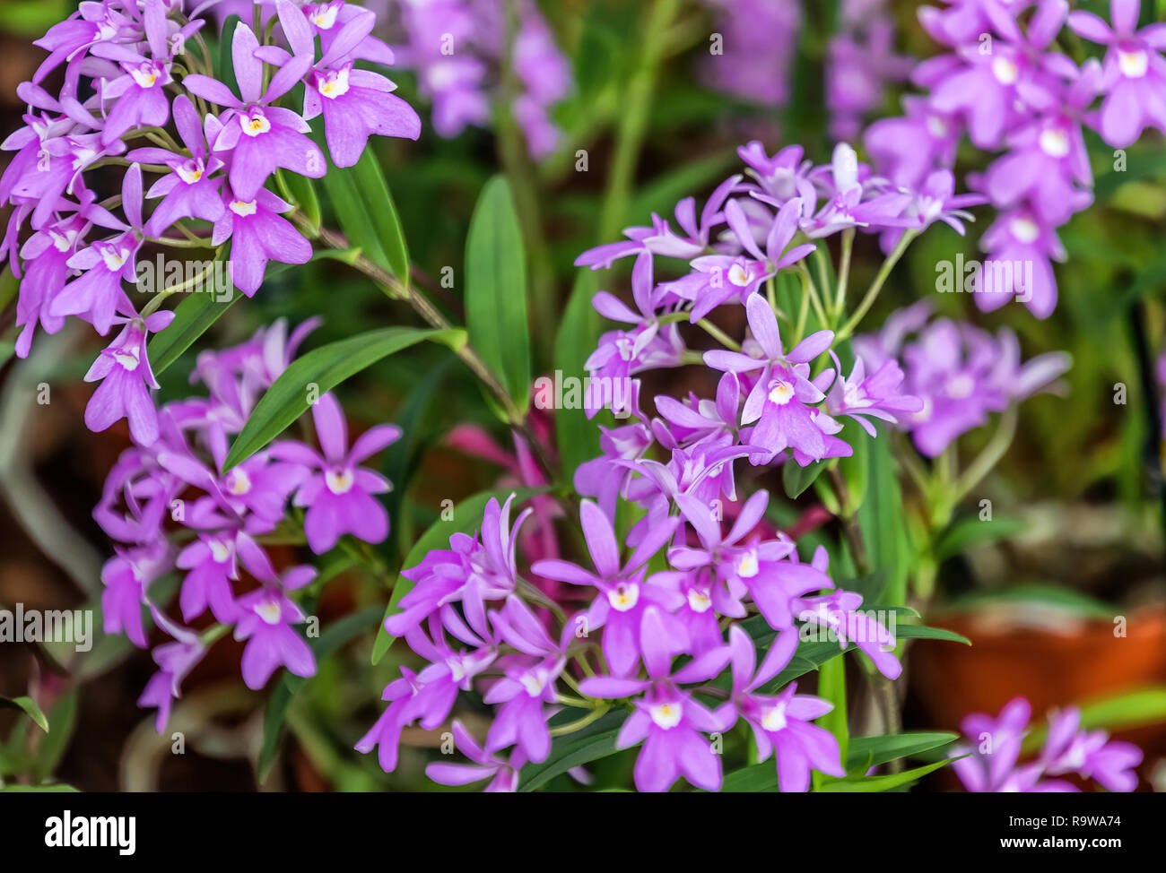 Purple Epidendrum orchid flowers - The Epidendrum orchid is known as the crucifix orchid or star orchid. Stock Photo