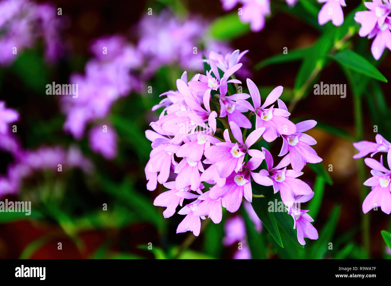 Purple Epidendrum orchid flowers - The Epidendrum orchid is known as the crucifix orchid or star orchid. Stock Photo