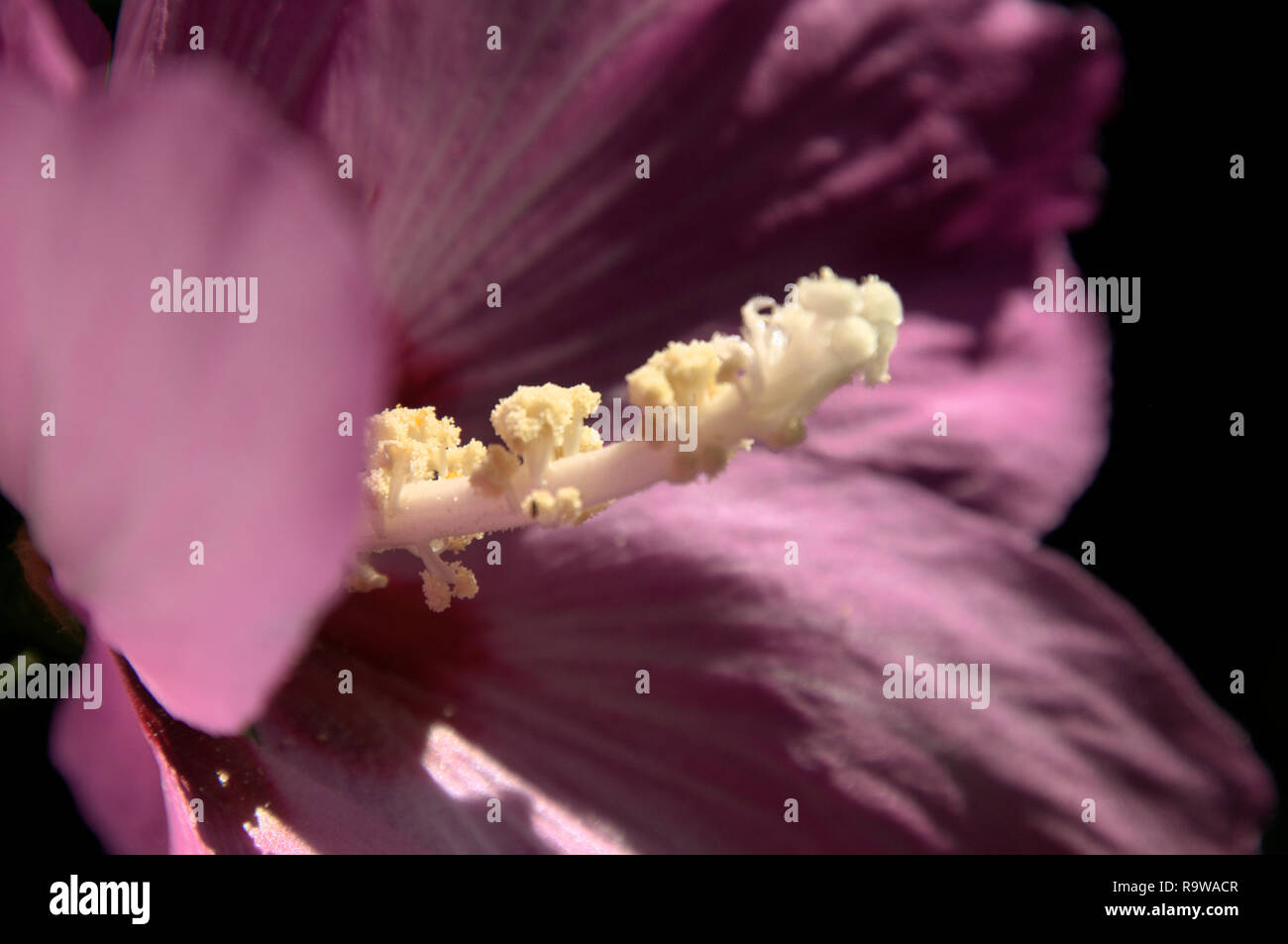 Hibiscus in switzerland hi-res stock photography and images - Alamy