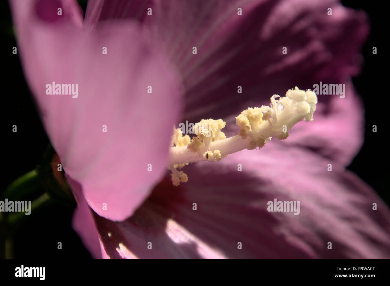Hibiscus in switzerland hi-res stock photography and images - Alamy