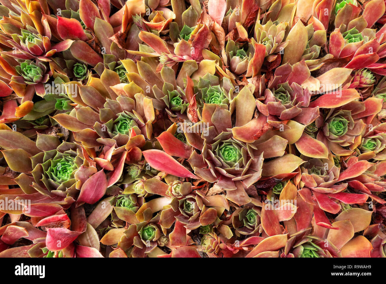 Reddish rock garden plants of the houseleek (Sempervivum) Stock Photo