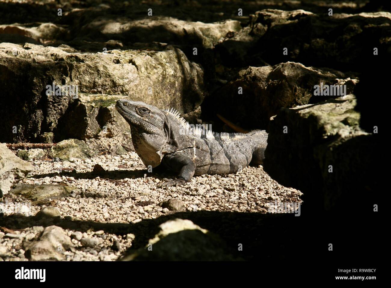An iguana sunning itself near rocks in Mexico Stock Photo