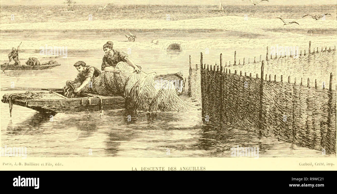 'Les poissons des eaux douces de la France; anatomie--physiologie--description des espèces--moeurs--instincts--industrie--commerce--resources alimentaires--pisciculture--législation concernant la pêche' (1880) Stock Photo