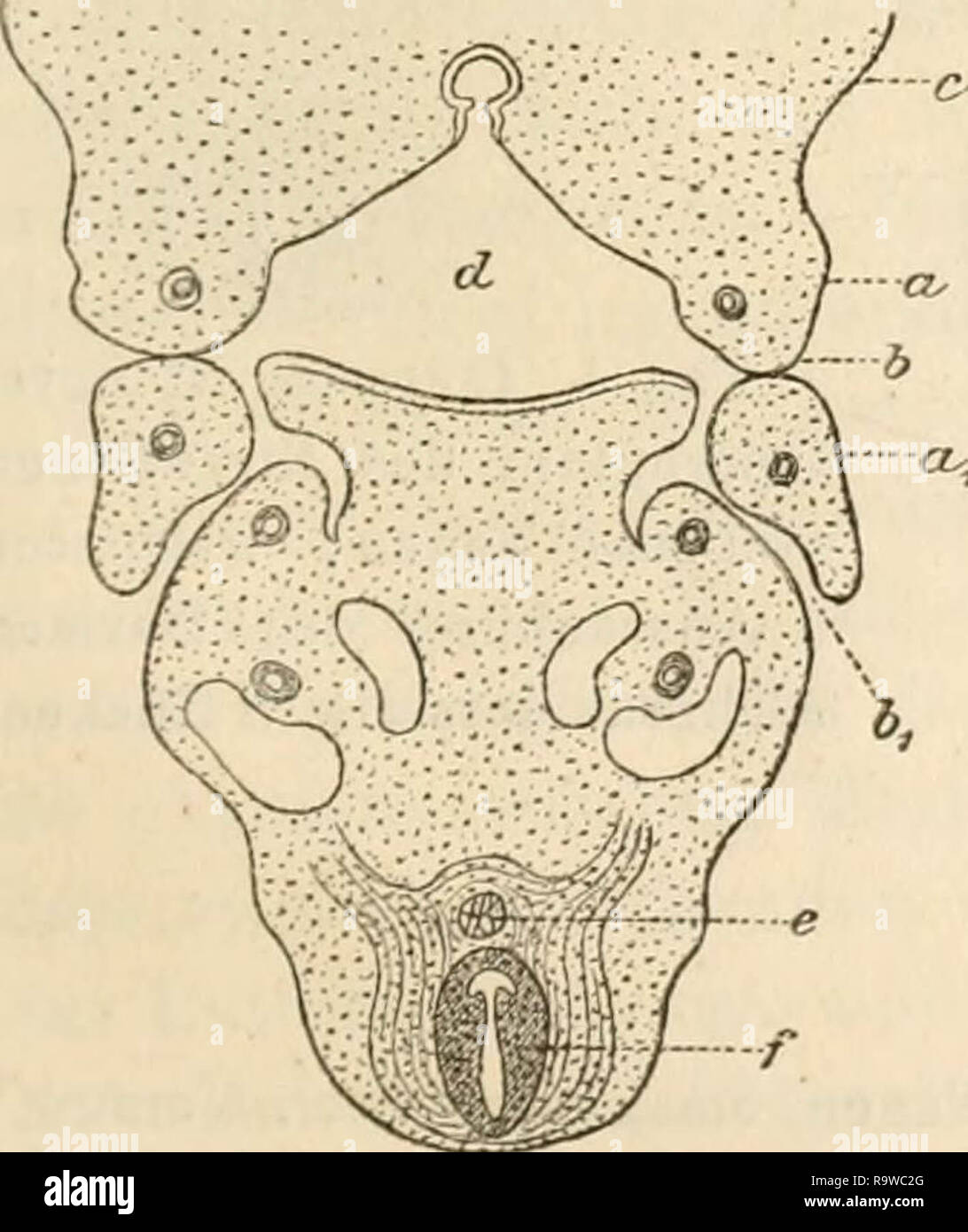 "Zoologischer Anzeiger" (1878) Stock Photo