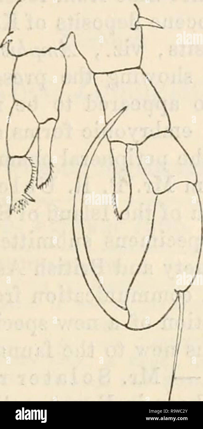 "Zoologischer Anzeiger" (1878) Stock Photo