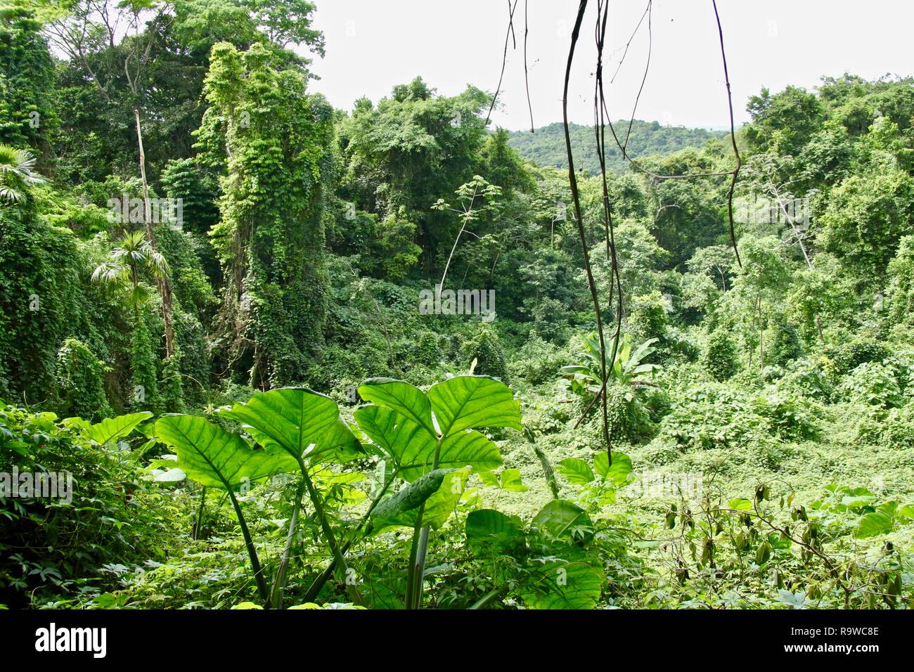 Virgin Jungle High Resolution Stock Photography and Images - Alamy