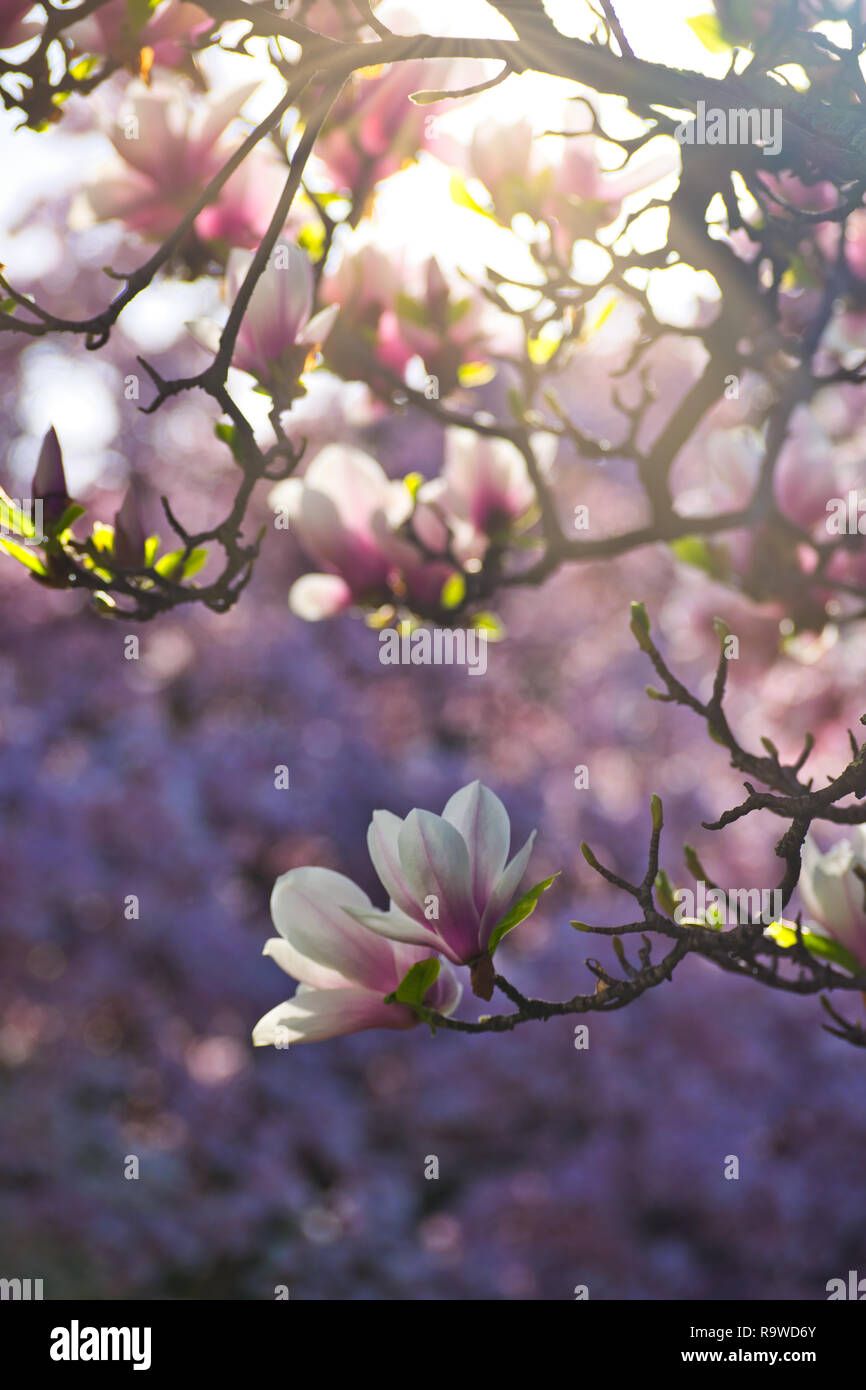 spring concept Magnolia flowers with blue sky and clouds in background. Fresh warm new life live joy nature happy holy scent concept background. Stock Photo