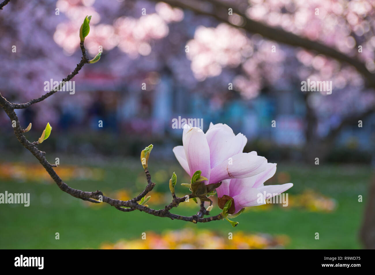 Happy holy hi-res stock photography and images - Alamy