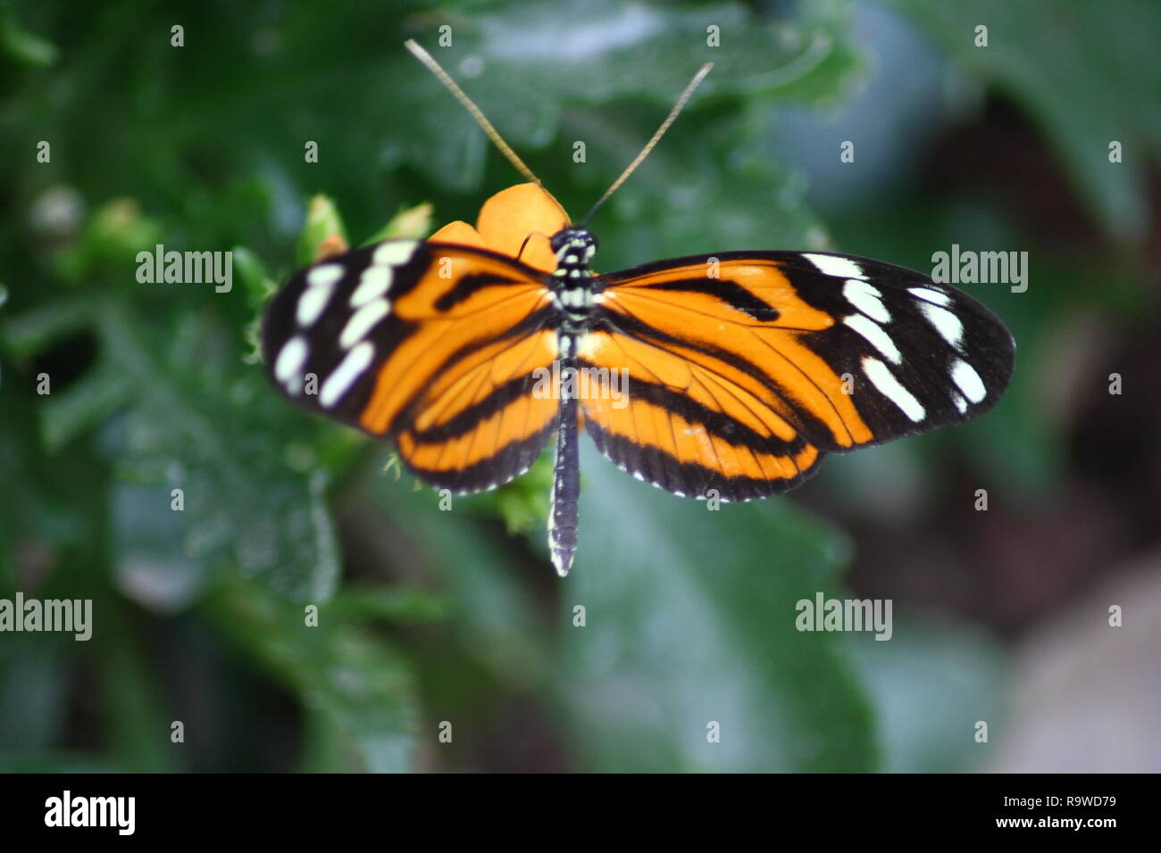 A very nice colorful butterfly Stock Photo