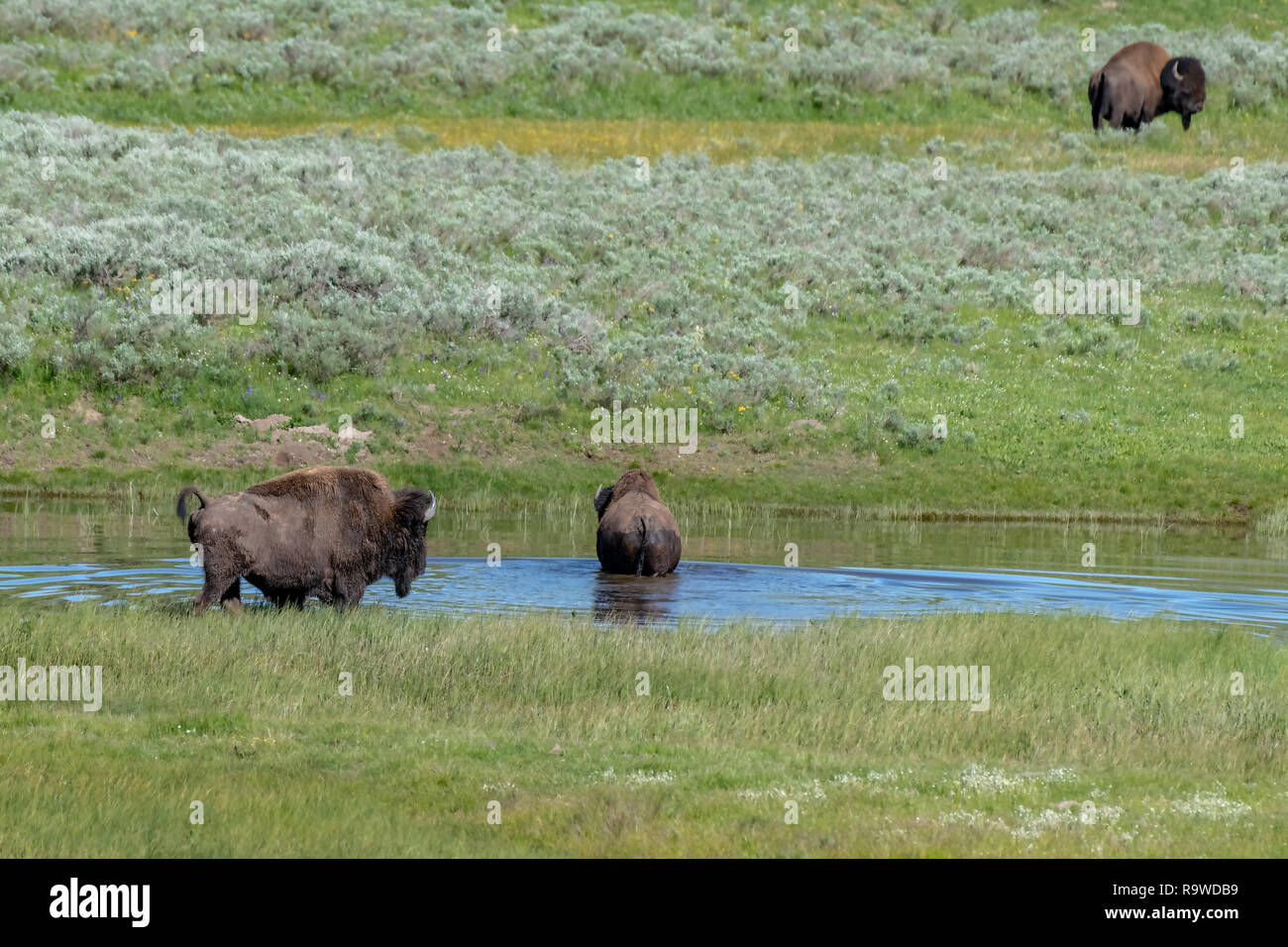 American Bison in the Lamar Valley of Yellowstone National Park USA Stock Photo