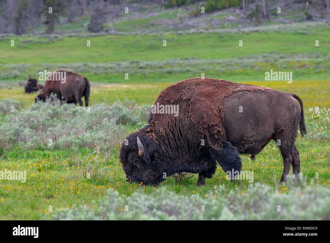 American Bison in the Lamar Valley of Yellowstone National Park USA Stock Photo
