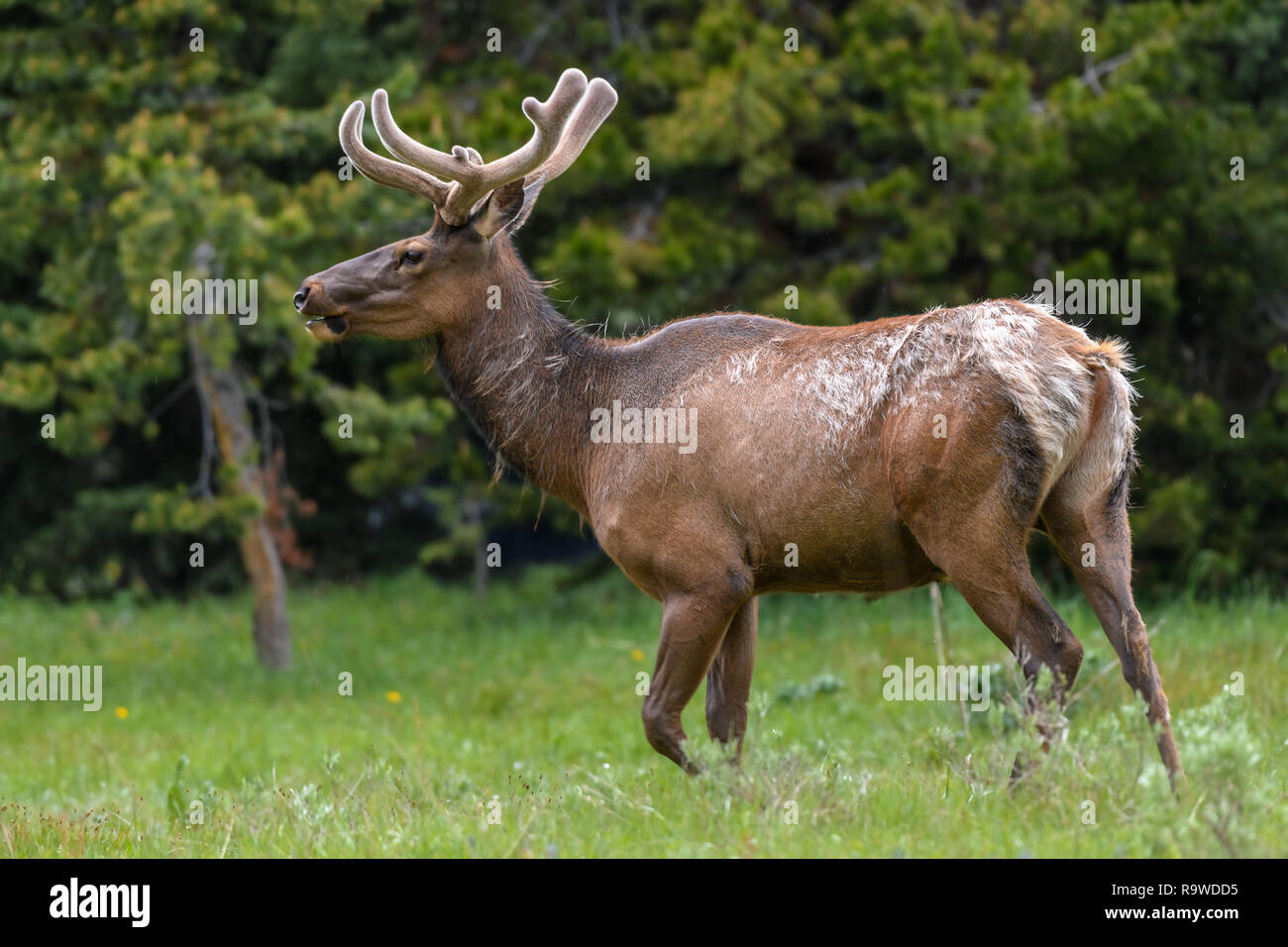 Male Elk with huge antlers is eating grass along the road at Yellowstone National Park USA Stock Photo