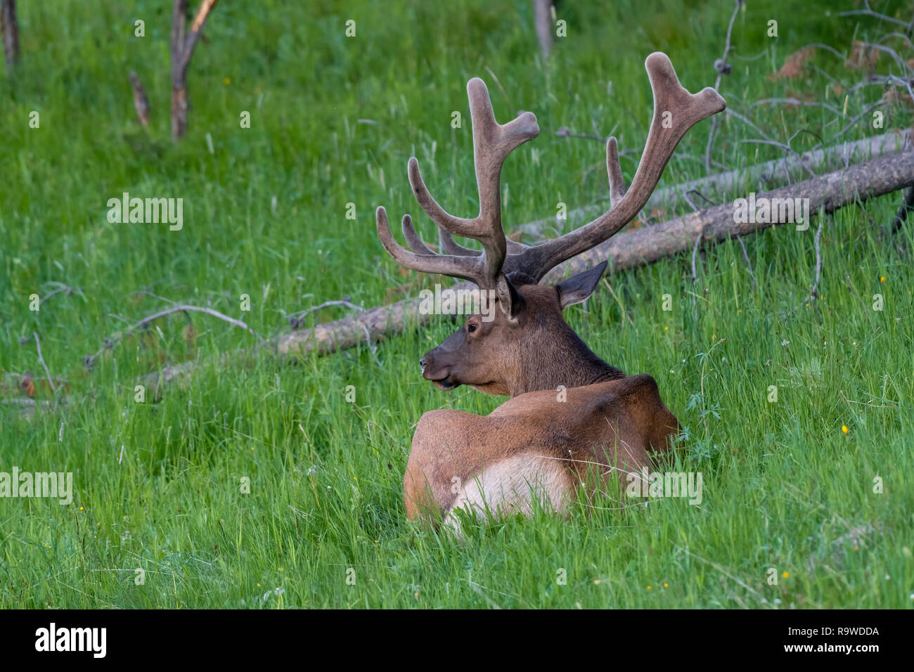Male Elk with huge antlers is resting at Yellowstone National Park USA Stock Photo