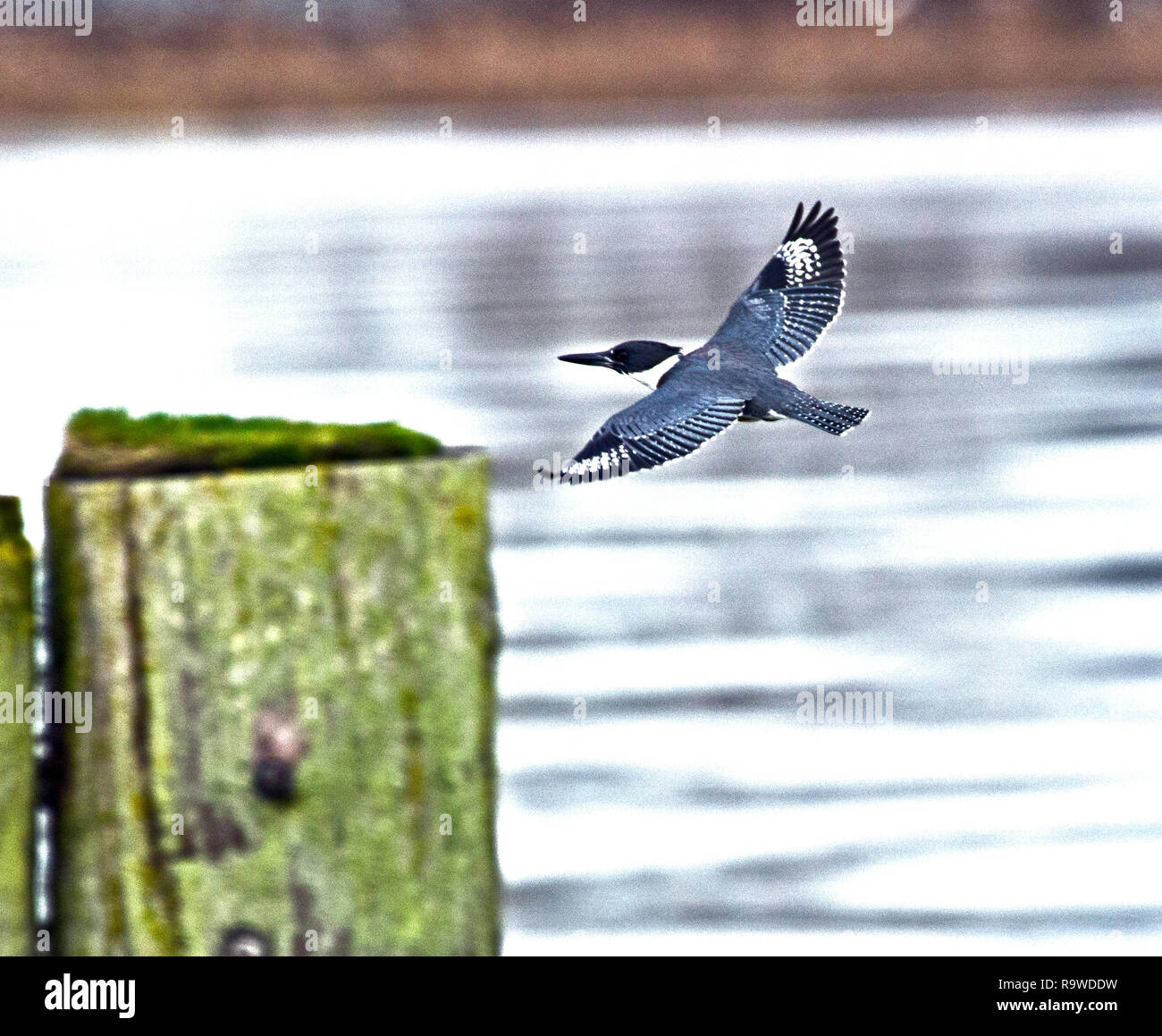 Kingfisher Stock Photo