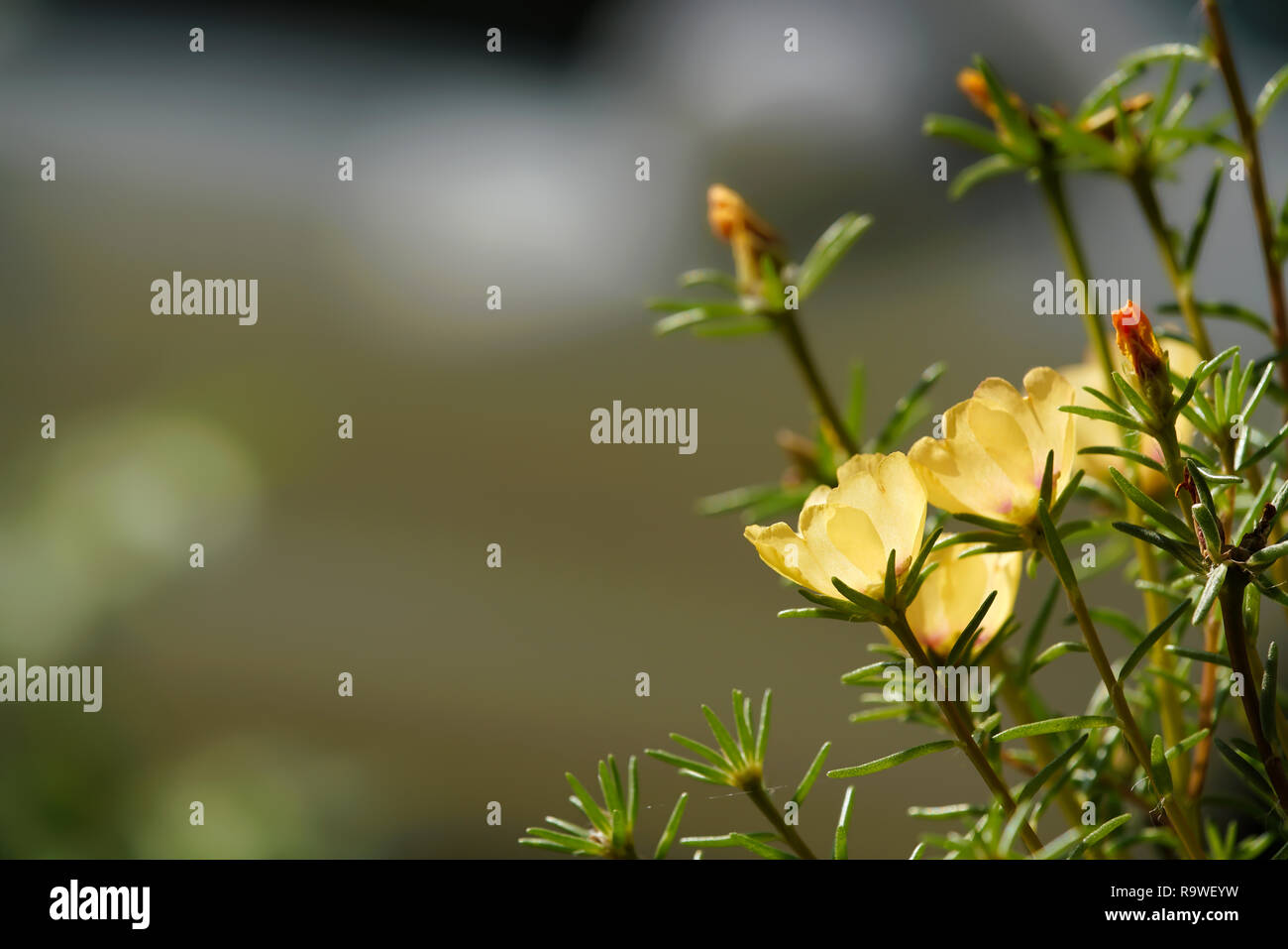 Flowering Portulaca grandiflora in summer Stock Photo Alamy
