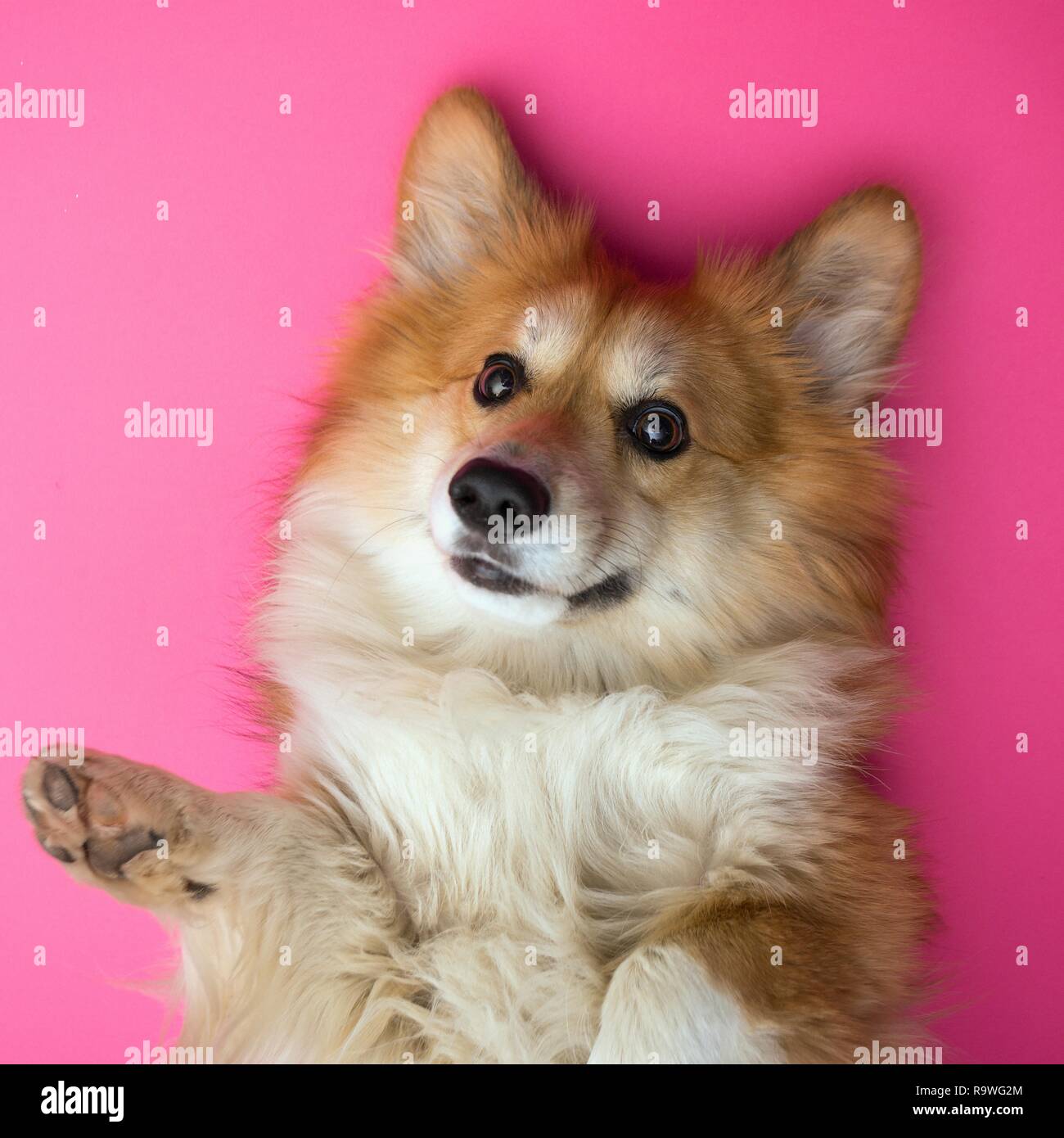 fun corgi fluffy dog at the pink background Stock Photo - Alamy