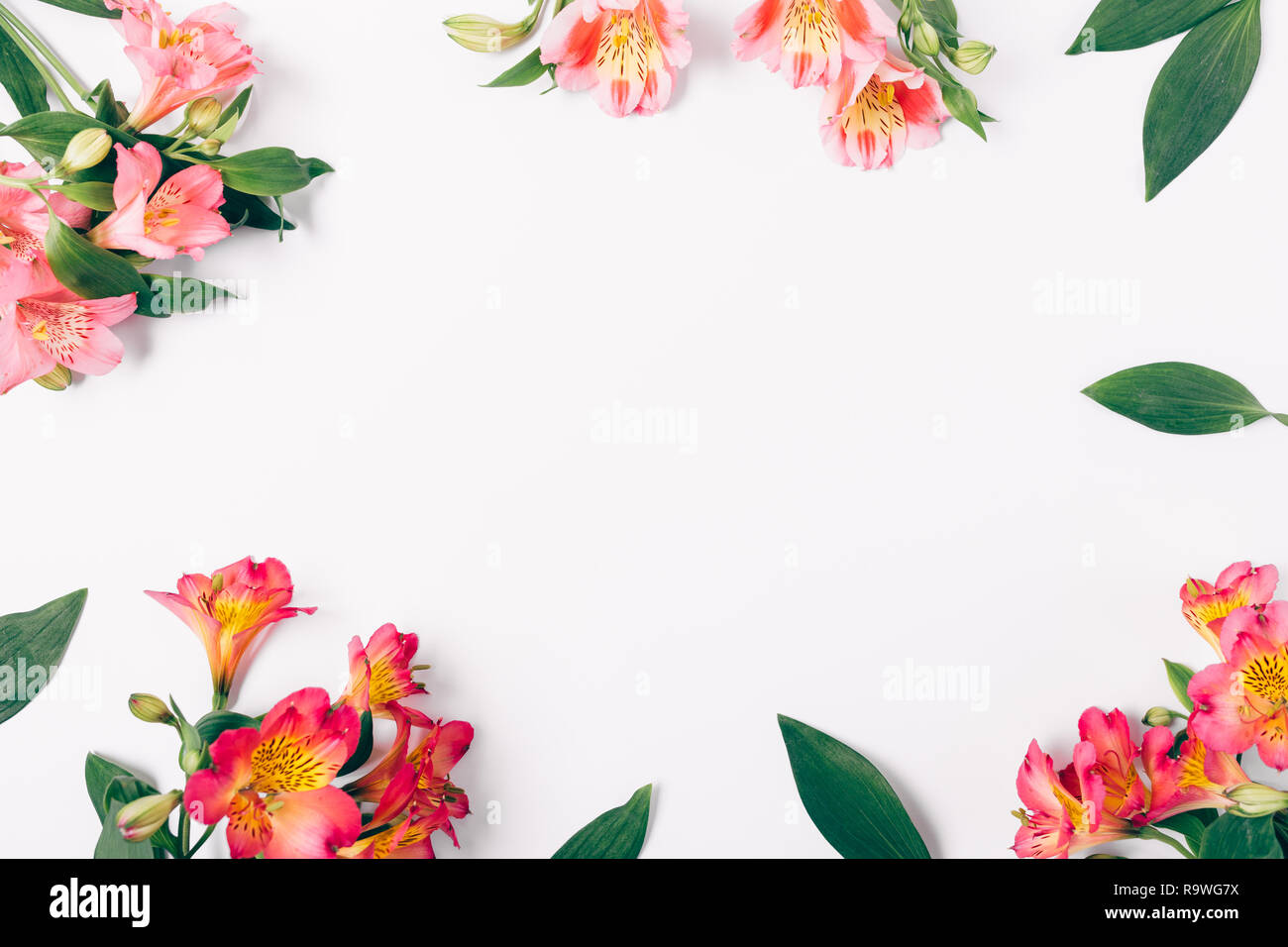 Flat lay decorative frame of lush pink lily flowers and green leaves on ...