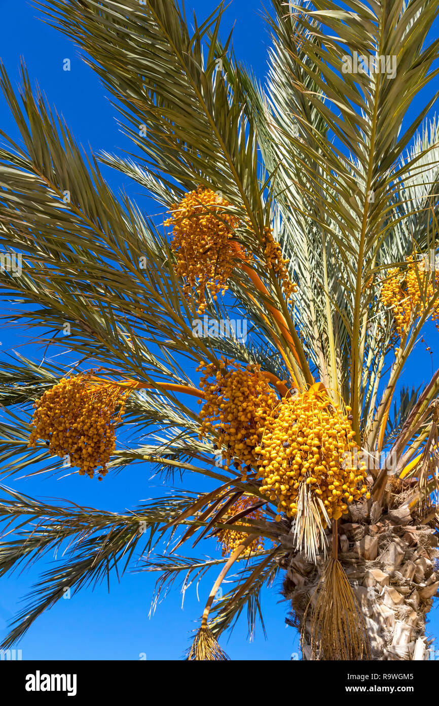 Date palm tree branches hires stock photography and images Alamy