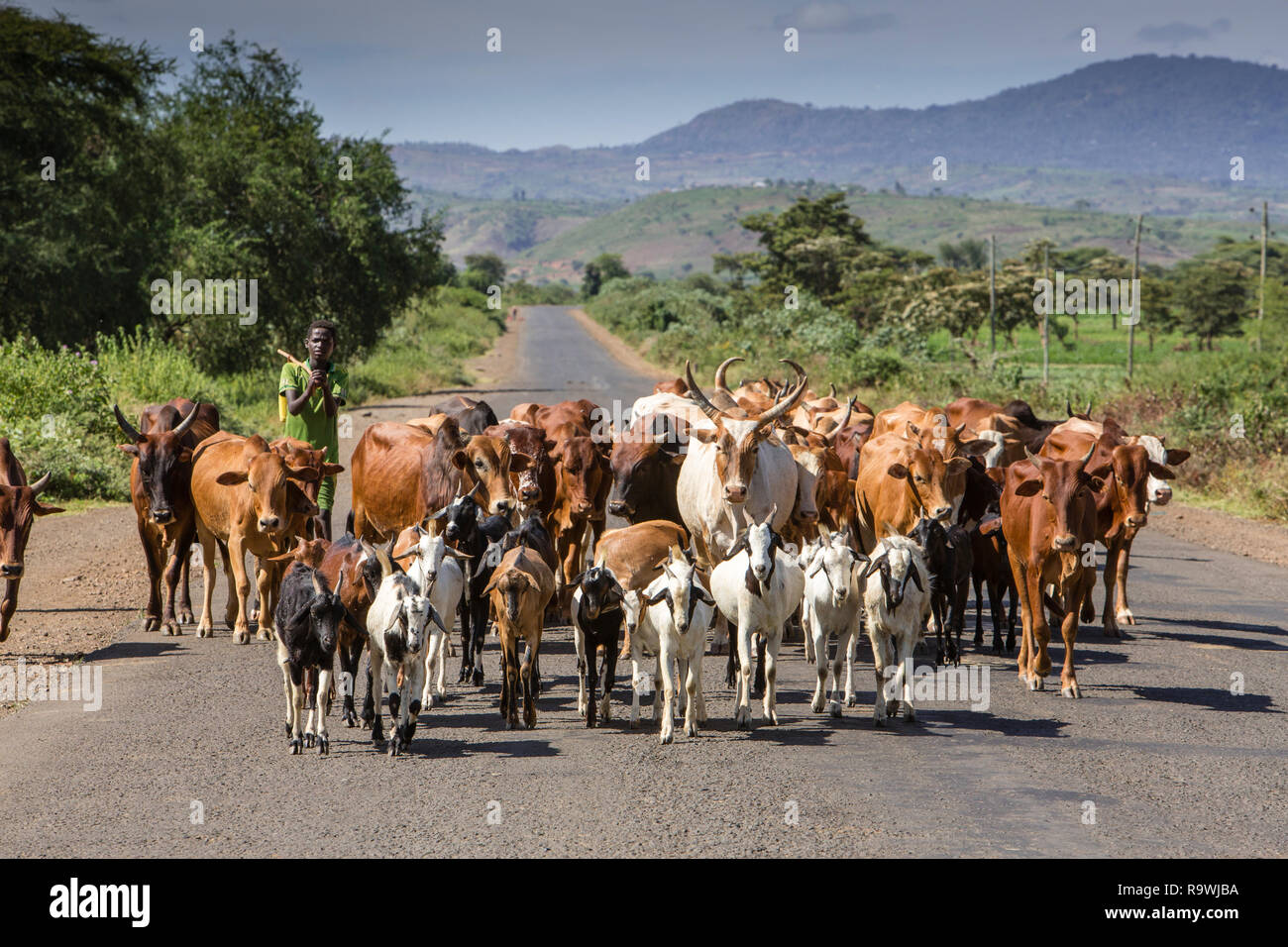 Cattle herding on roads of Arba Minch, Ethiopia Stock Photo