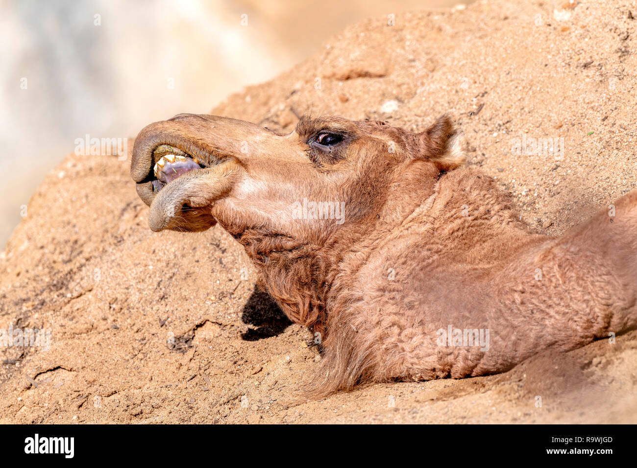A camel lies in the dirt resting while making funny faces Stock Photo
