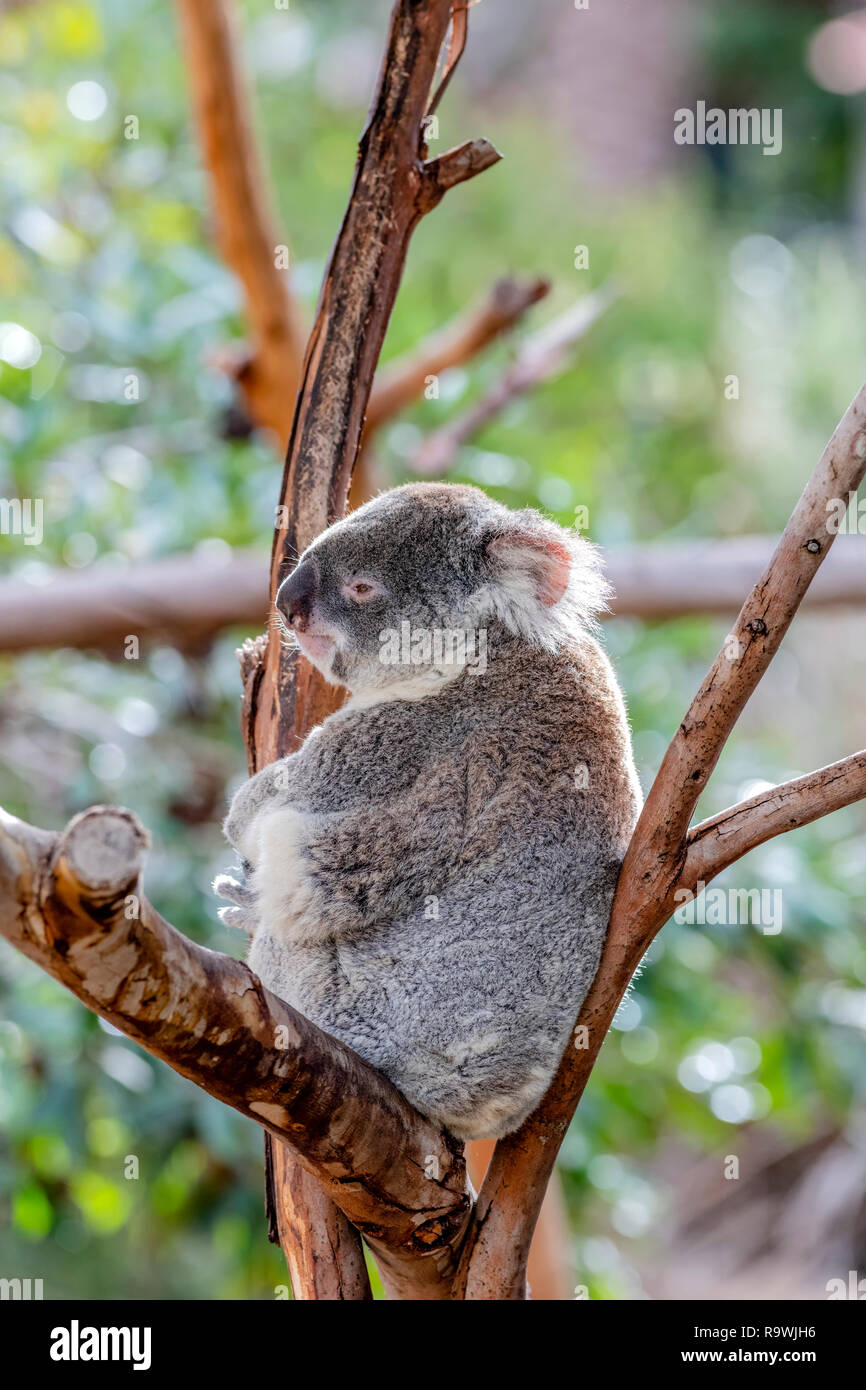 A furry, gray koala bear sits within the branches of a tall eucalyptus tree while enjoying the taste of its leaves. Stock Photo