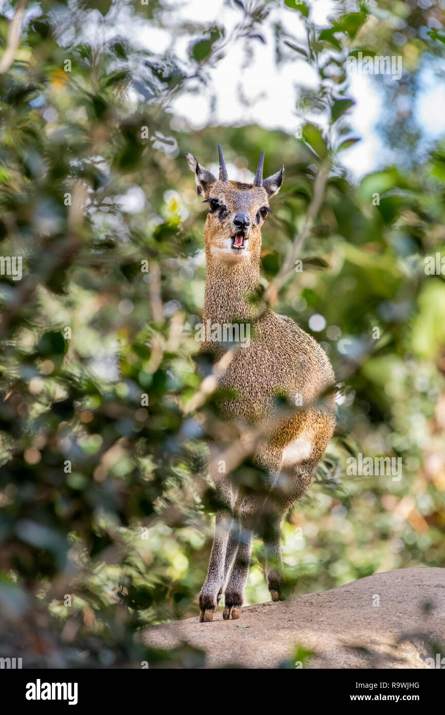 A klipspringer stands on a boulder peering through the trees Stock Photo