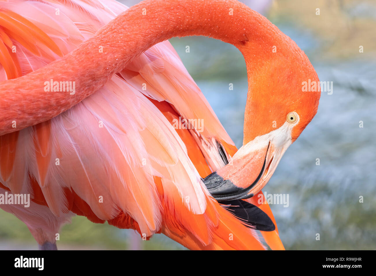 Pink flamingo in a pond Stock Photo