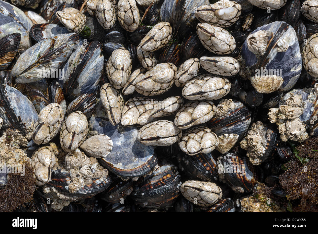 Mussels and barnacles close up on the Oregon coast, USA Stock Photo Alamy