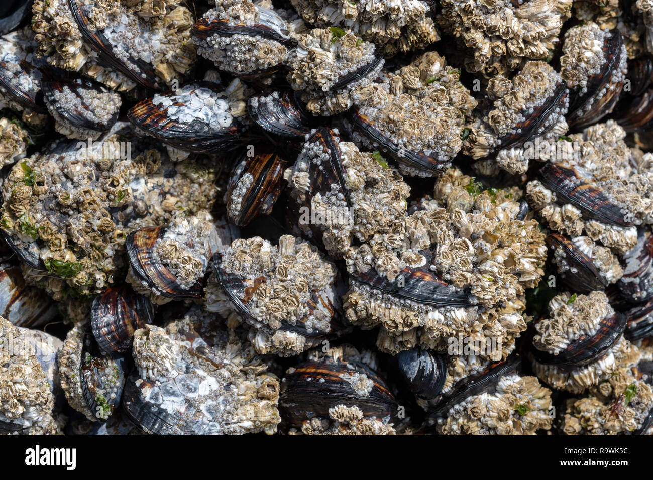 Mussels encrusted with barnacles close up on the Oregon coast, USA
