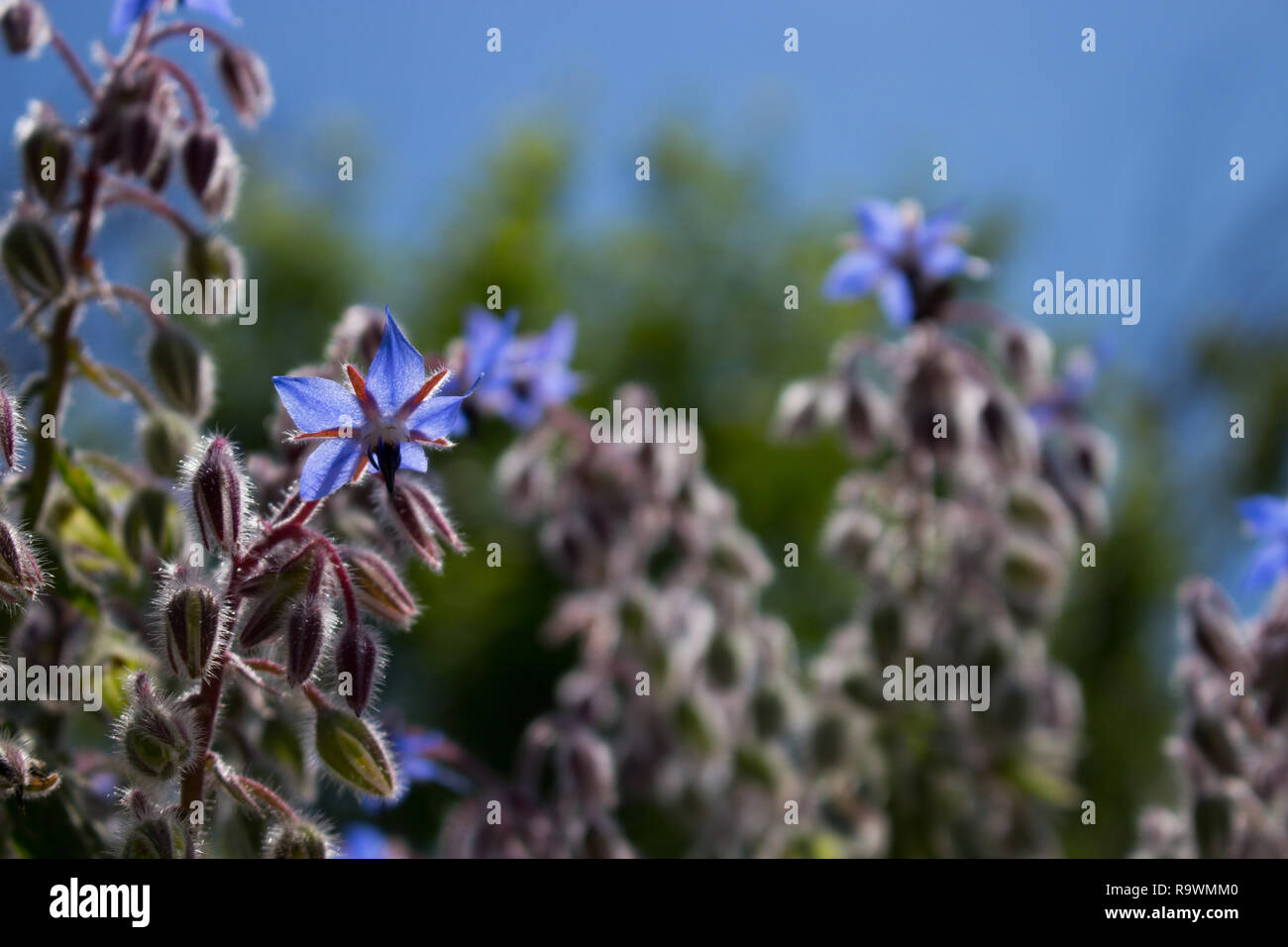 Borage is an antioxidant and anti-inflammatory plant, useful for the heart. Stock Photo