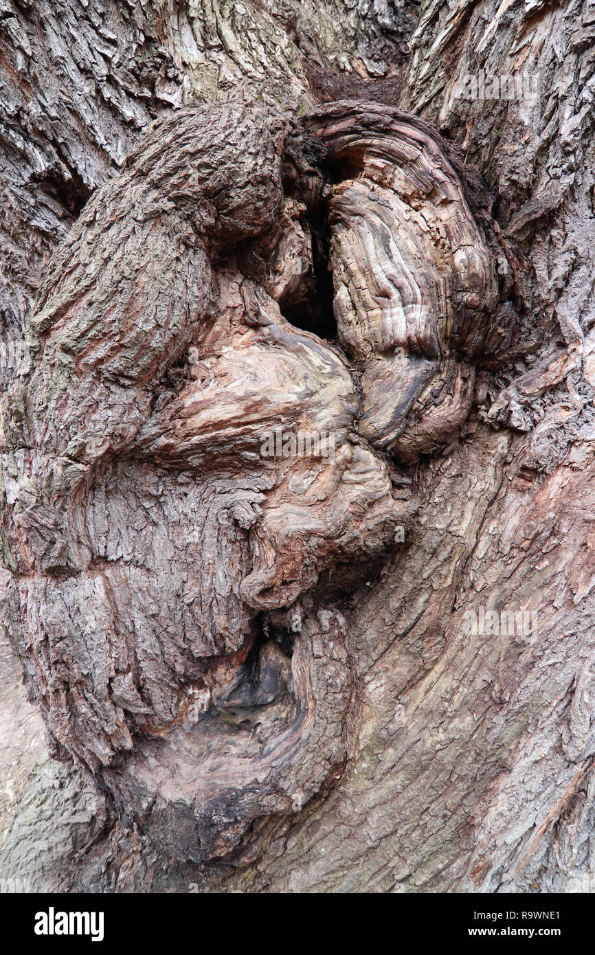 Detail of the bizarre forms of bark of very old willow Stock Photo