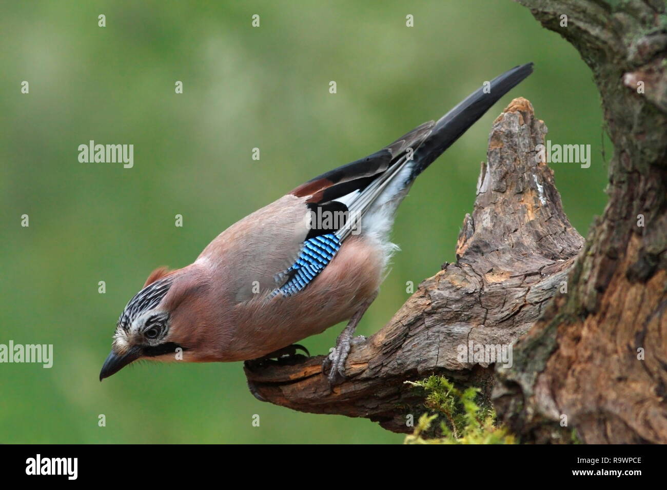 Jay (Garrulus glandarius) on a tree stump in a clearing in a wooded area, UK. Stock Photo