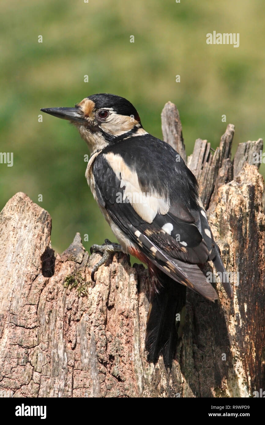 GREAT SPOTTED WOODPECKER (Dendrocopos major) on a stump, UK. Stock Photo