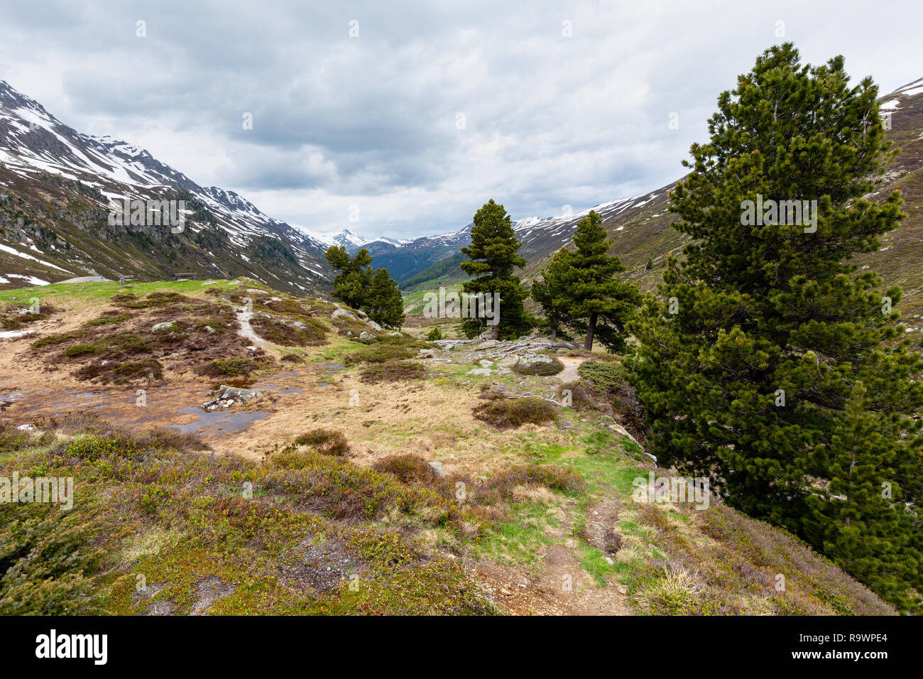 Summer Alps mountain landscape with meadow and pine tree (Fluela Pass