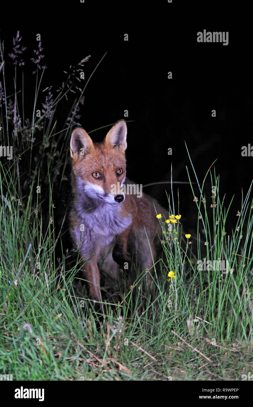 RED FOX (Vulpes vulpes) in the countryside at night, UK. Stock Photo