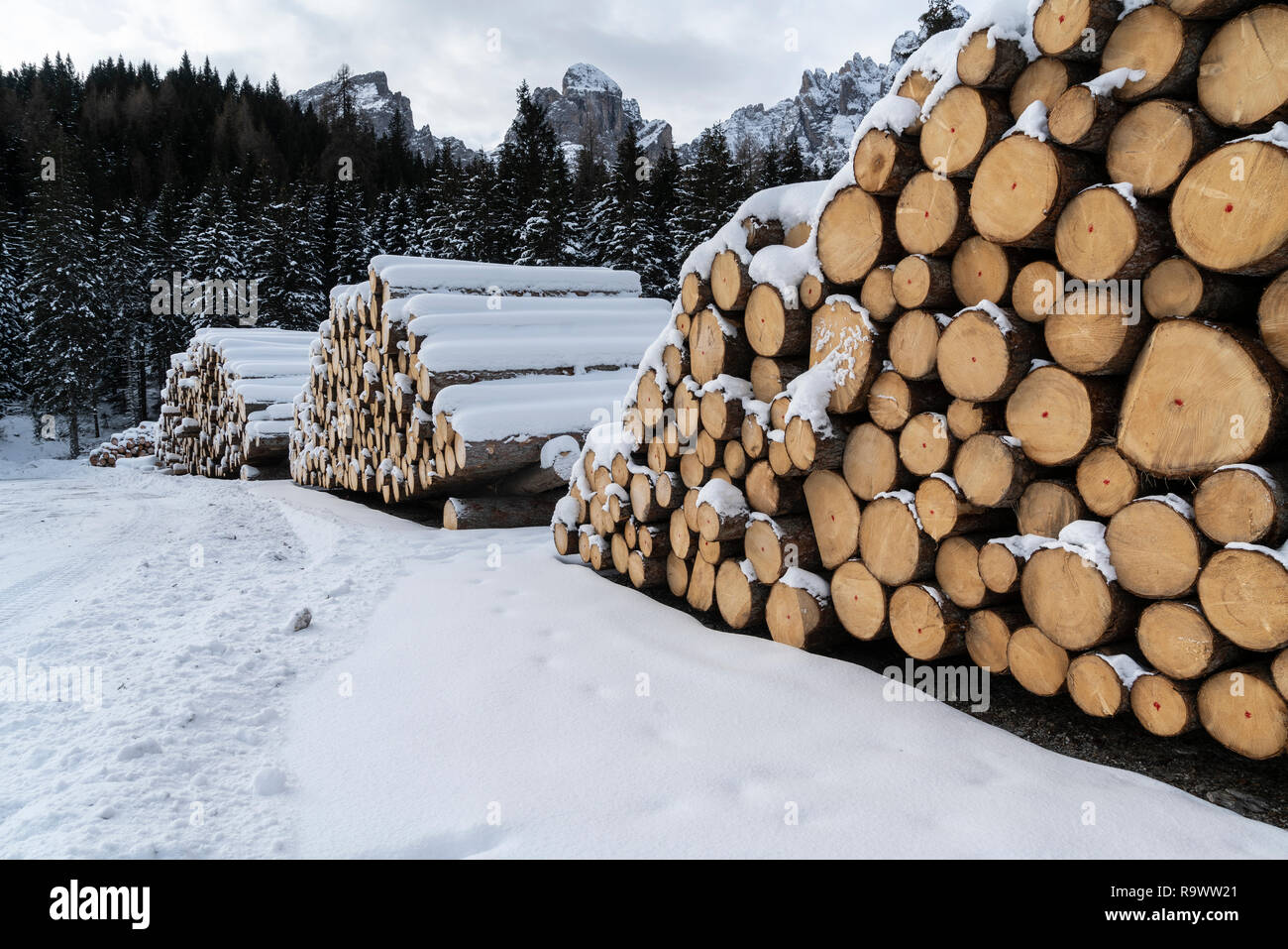Fir Logs Cut And Stacked On The Edge Of A Forest In Winter In The