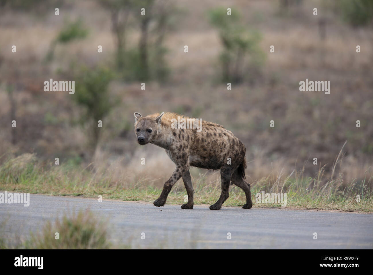 Spotted hyena crosses the road, Kruger National Park. Stock Photo