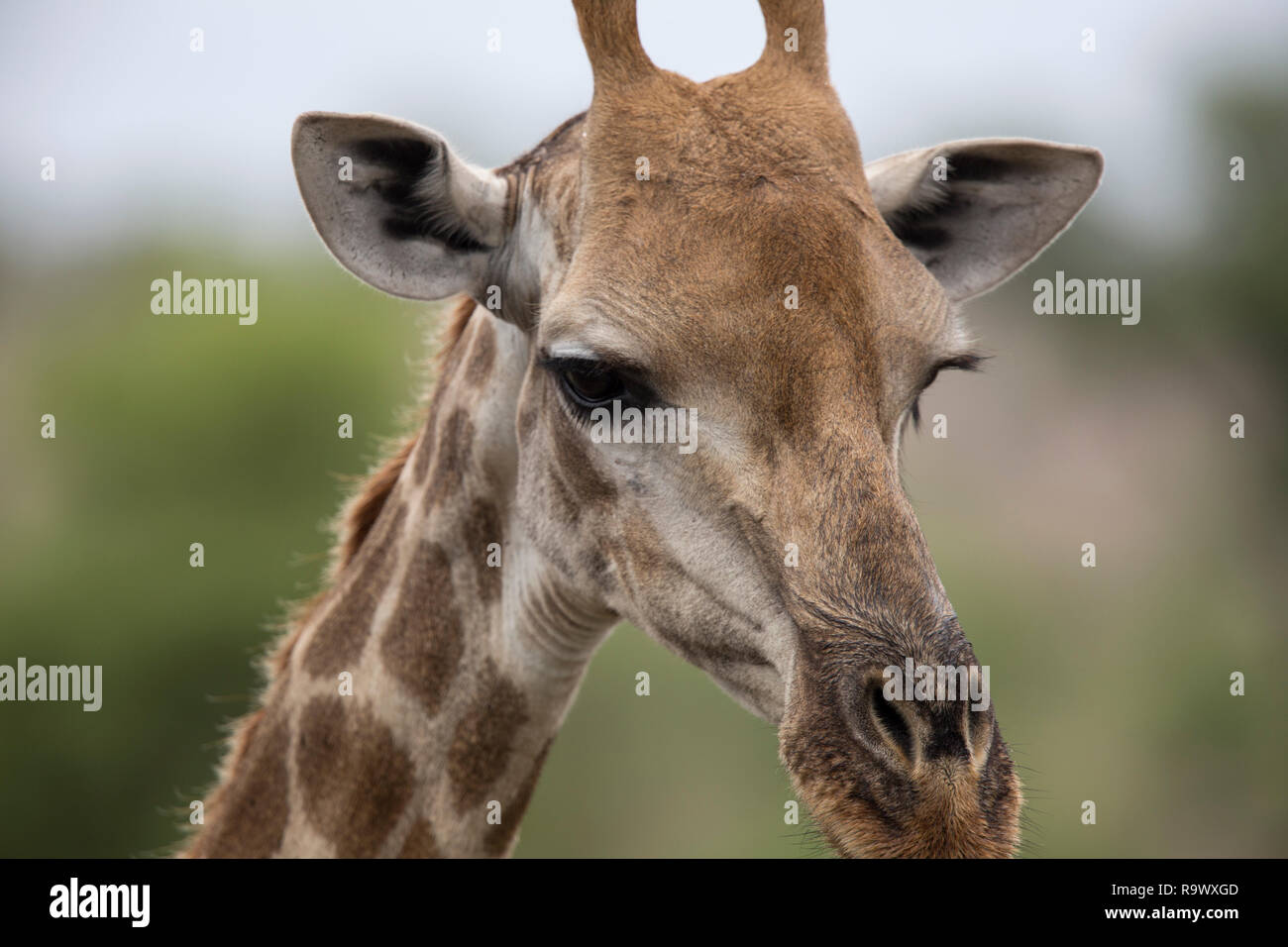 Giraffe, Kruger National Park, South Africa Stock Photo